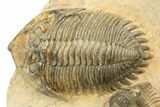 Acanthopyge & Metacanthina Trilobites - Lhandar Formation #309220-2